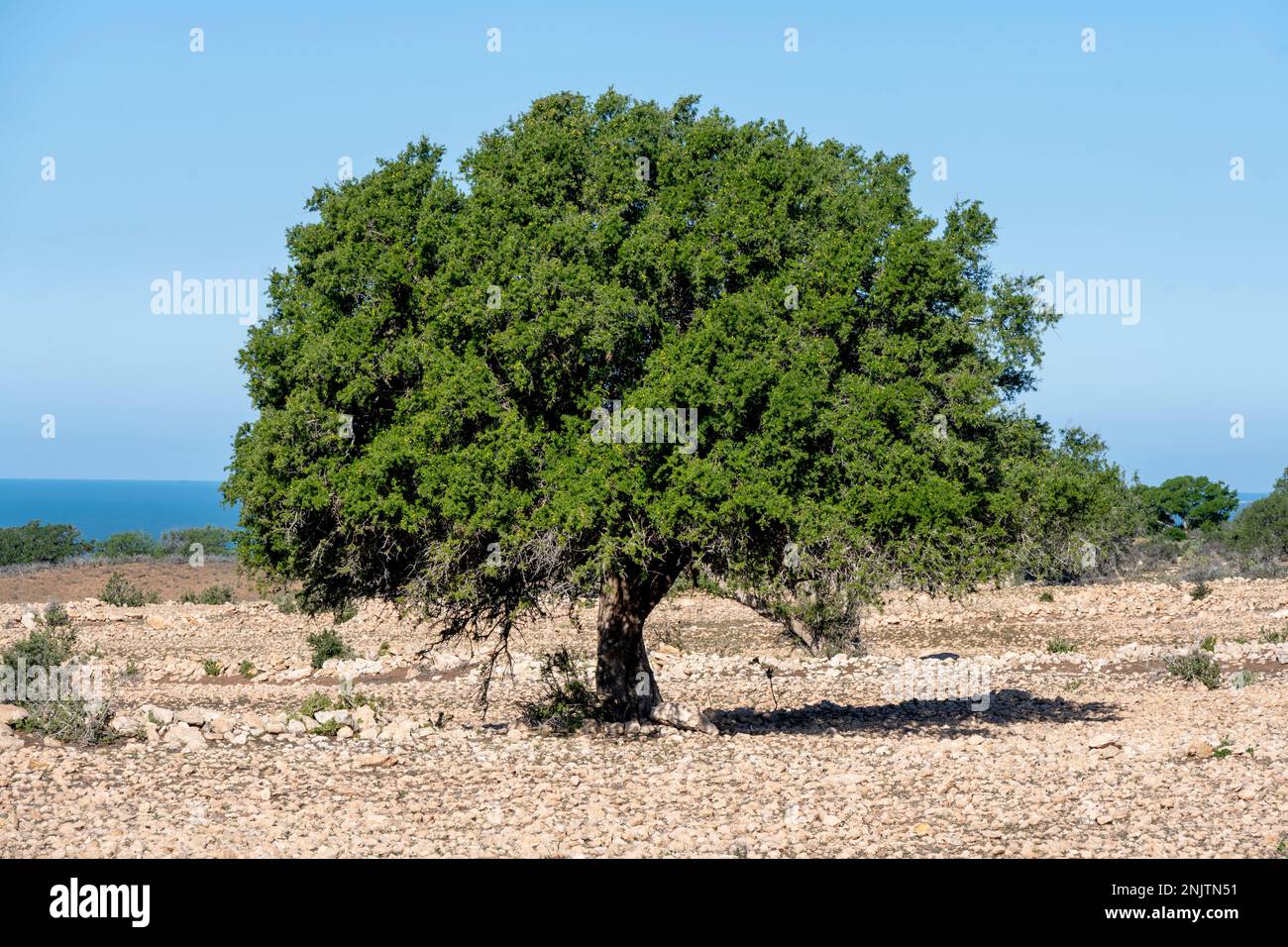 Afrika, Marokko, Essaouira, Arganbaum oder die Arganie (Argania spinosa) Stock Photo