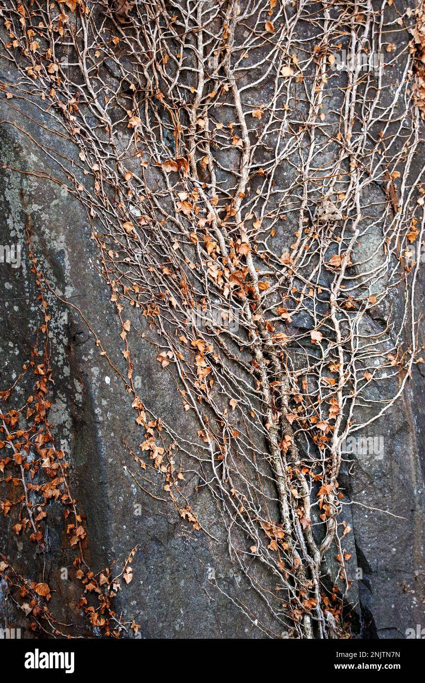 Dried leaves of creeper growing on rockface, Embleton Quarry Nature Reserve, Northumberland Stock Photo