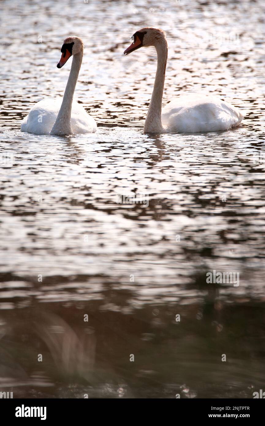 Swans at Embleton Quarry Nature Reserve, Northumberland Stock Photo - Alamy