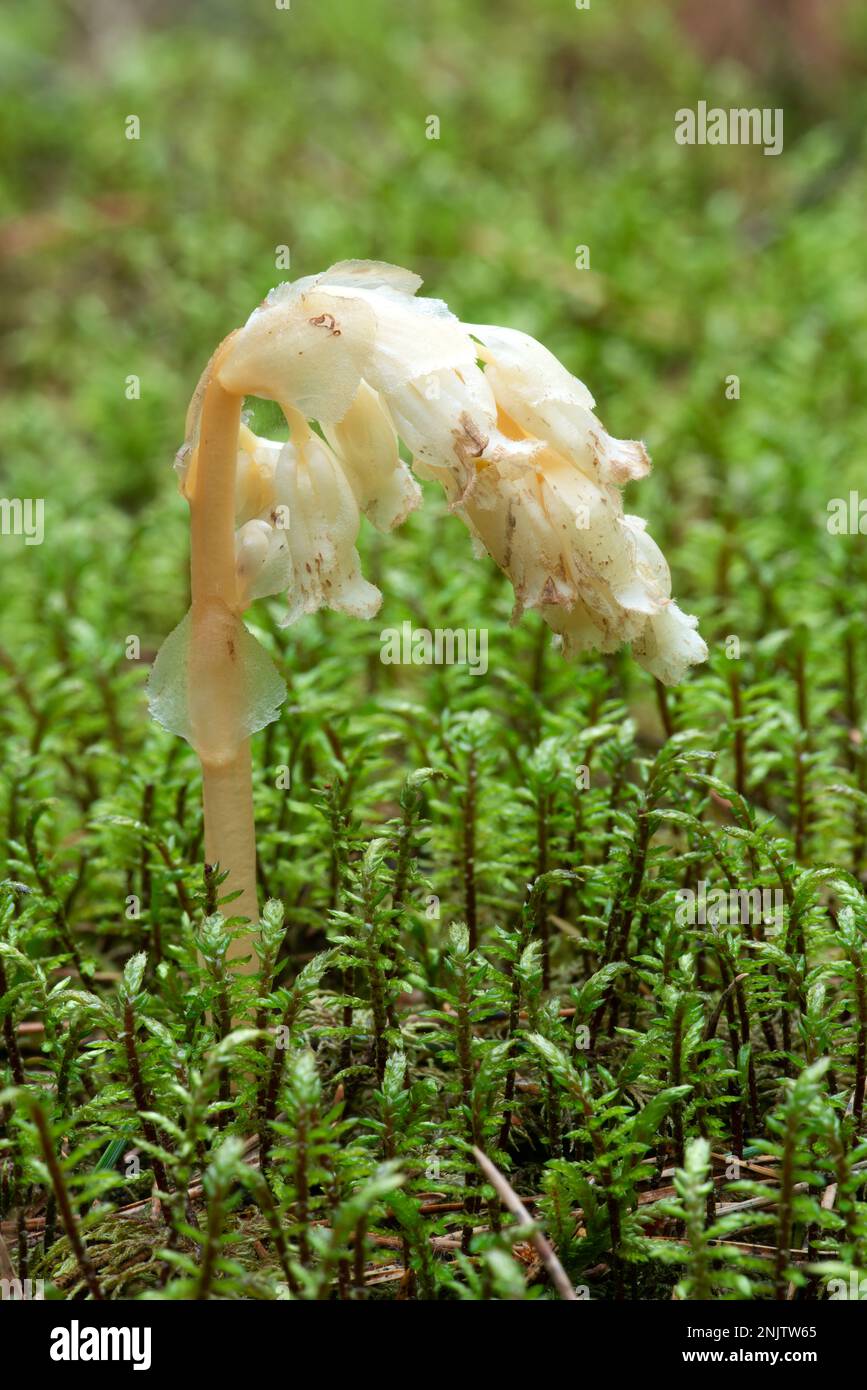Parasitic plant without chlorophyll Pinesap (False beech-drops, Hypopitys monotropa) in a pine forest in Belarus, Europe Stock Photo