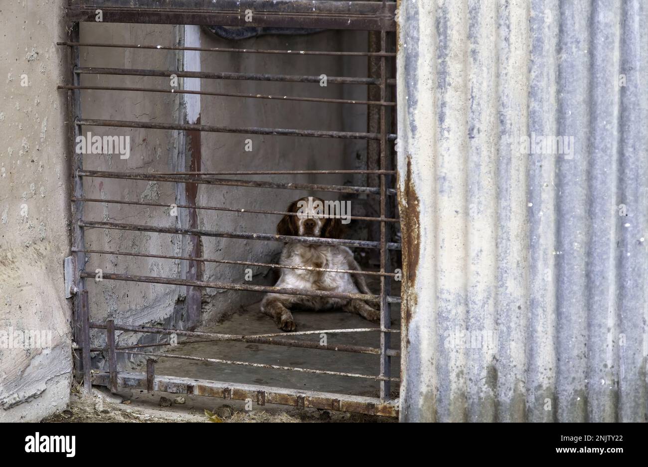 Detail of caged pet animal, subtraction and animal adoption Stock Photo