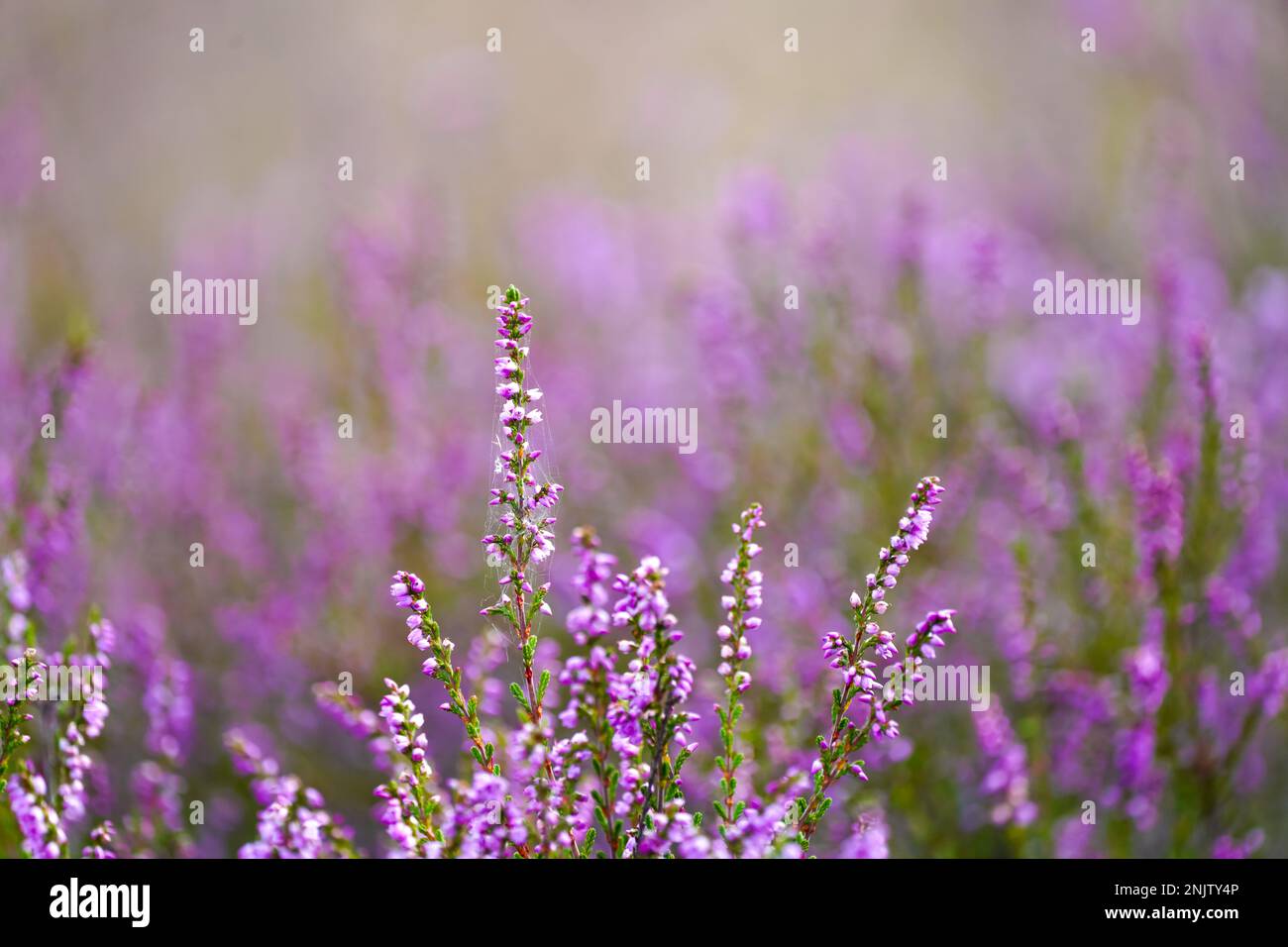 Close-up of heather plants in the nature reserve in Haltern am See. Westruper Heide. Erica. Stock Photo