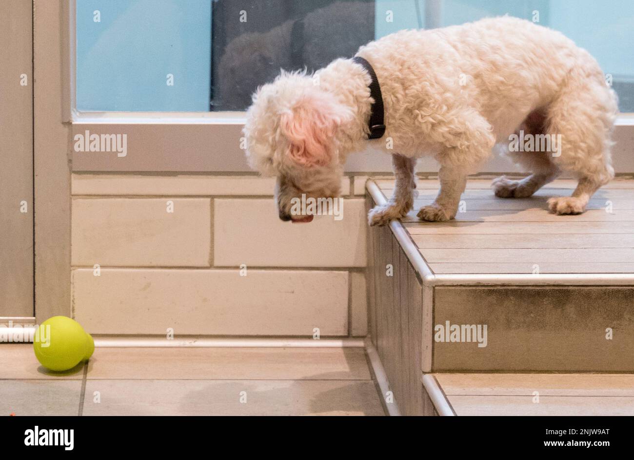 Peluchi, an adoptable dog, stares down a chew toy while in her room at the  San Francisco SPCA Adoption Center in San Francisco, Calif. Thursday, July  18, 2019. (Jessica Christian/San Francisco Chronicle