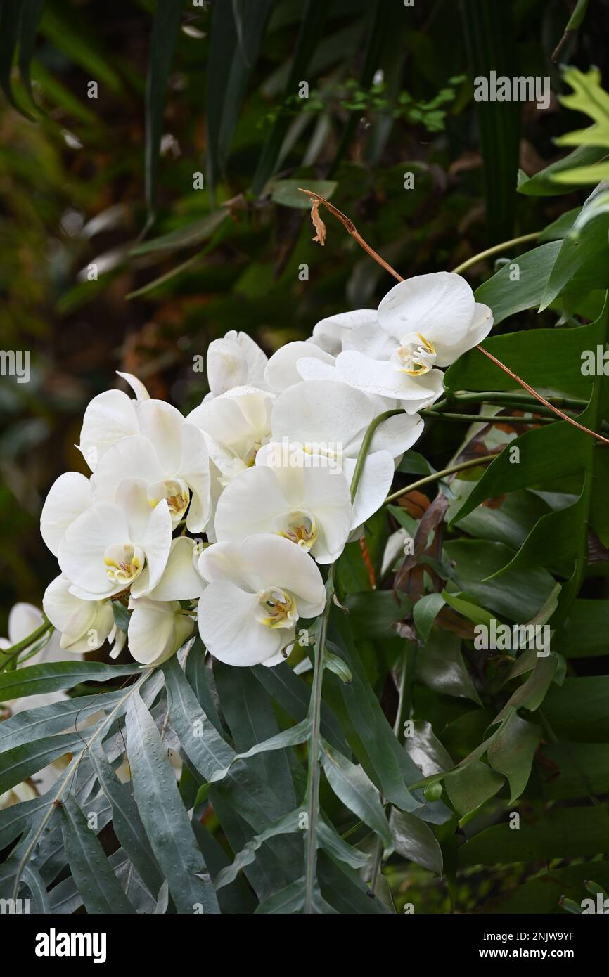 Natural White Amazon Lily Bouquet Stock Photo