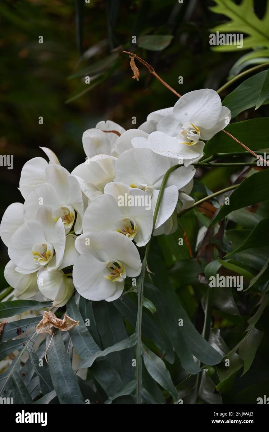 White Amazon Lily Bouquet Stock Photo