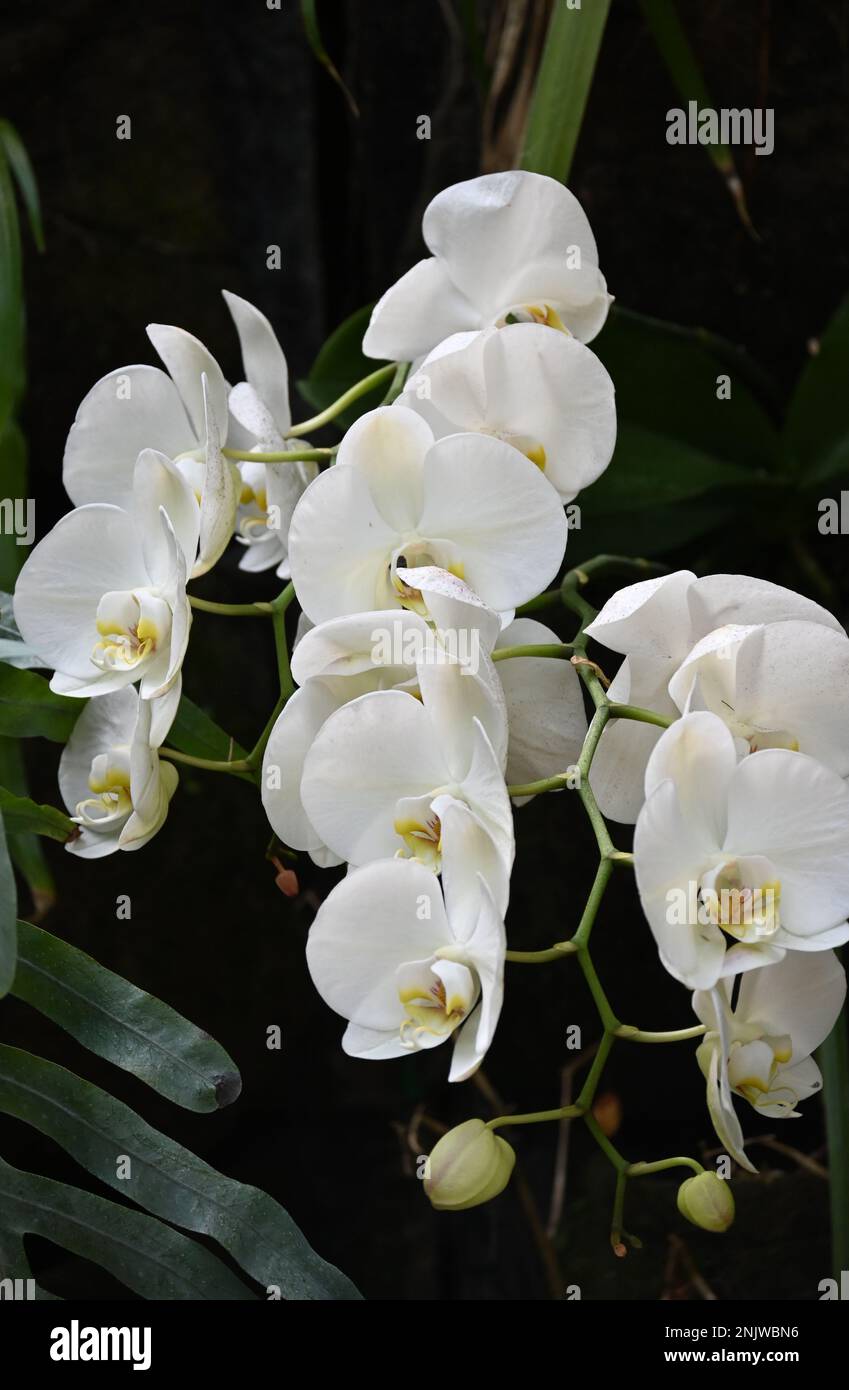 Three Lines of Amazon Lilies Stock Photo