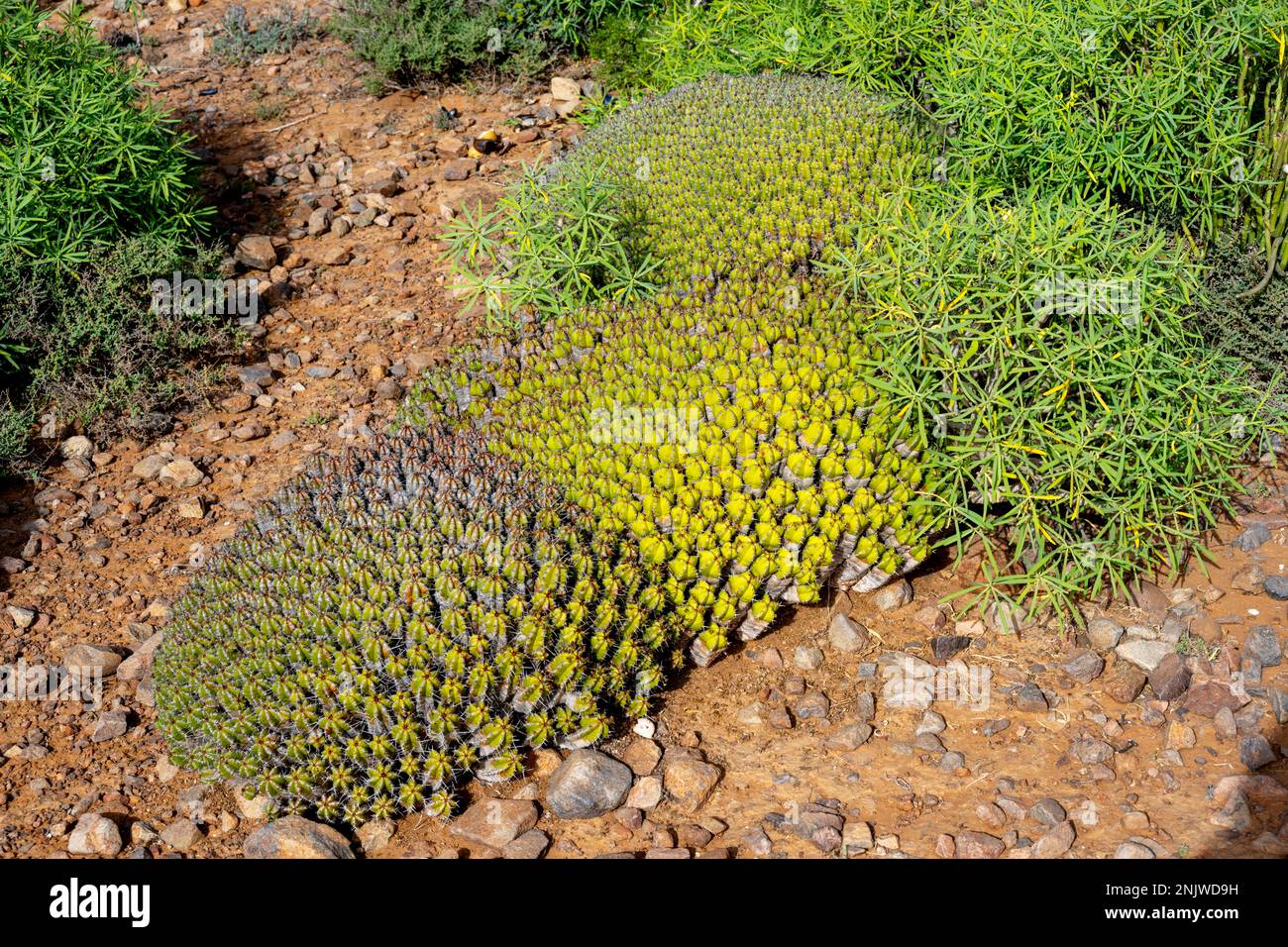 Cactus desert morocco hi-res stock photography and images - Alamy