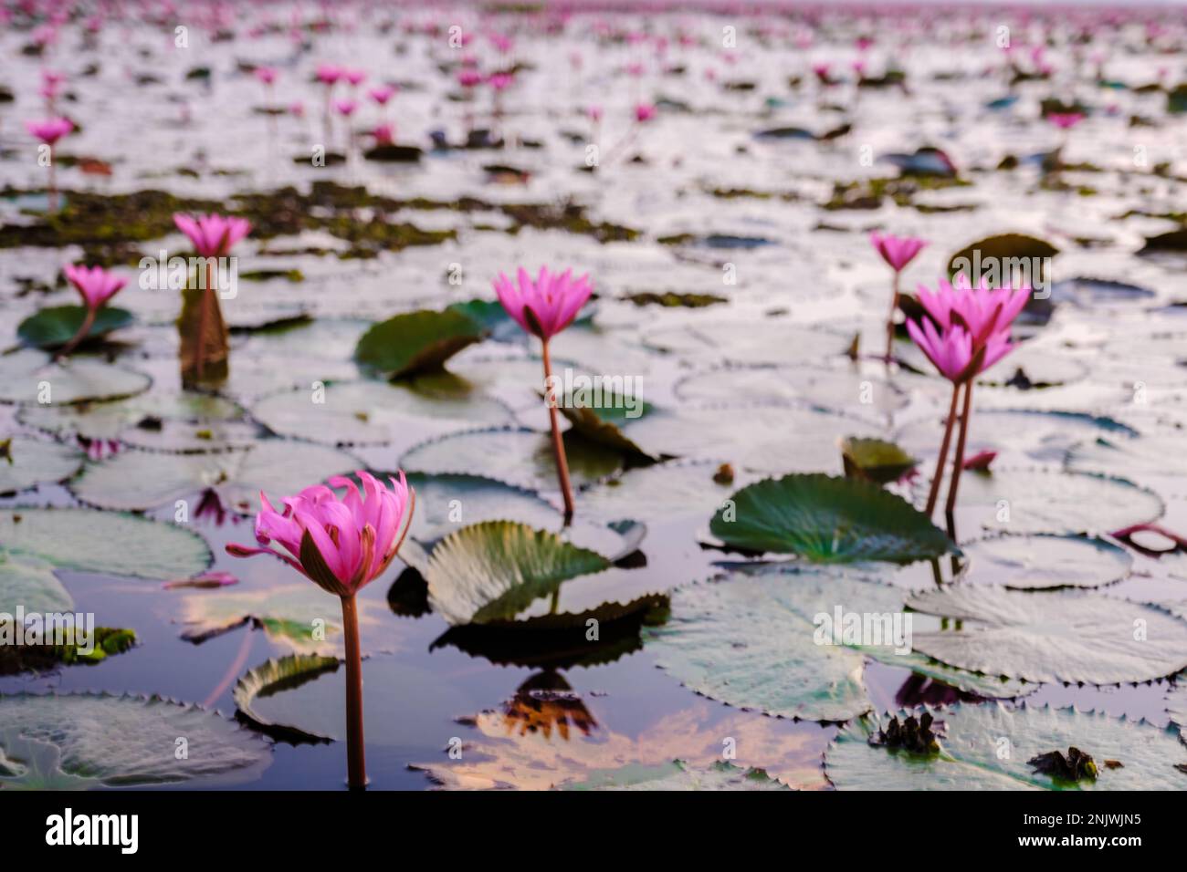 Red Lotus Sea Kumphawapi full of pink flowers in Udon Thani in northern ...