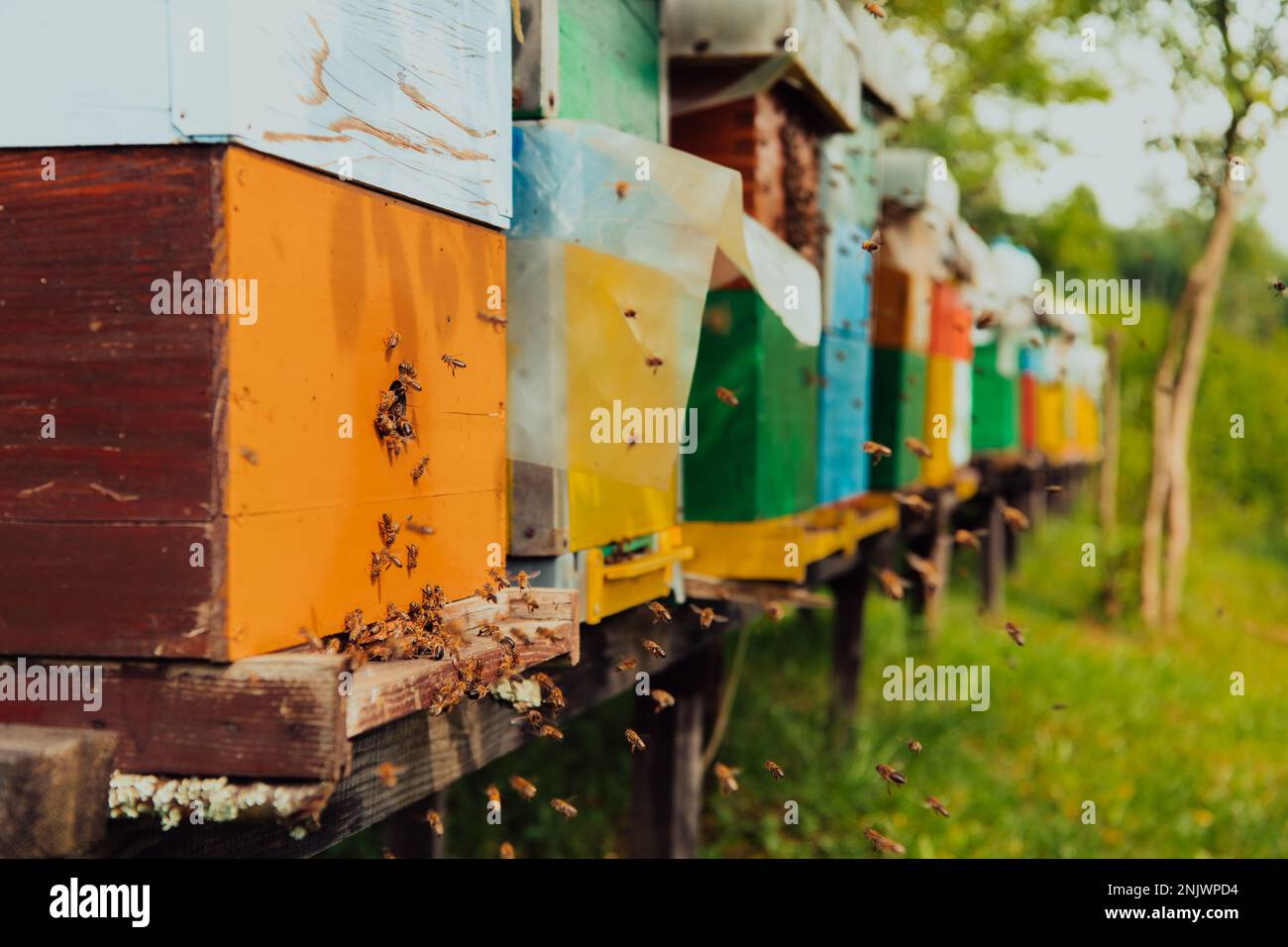 Row of blue and yellow hives. Flowers honey plants in the apiary. Bees ...