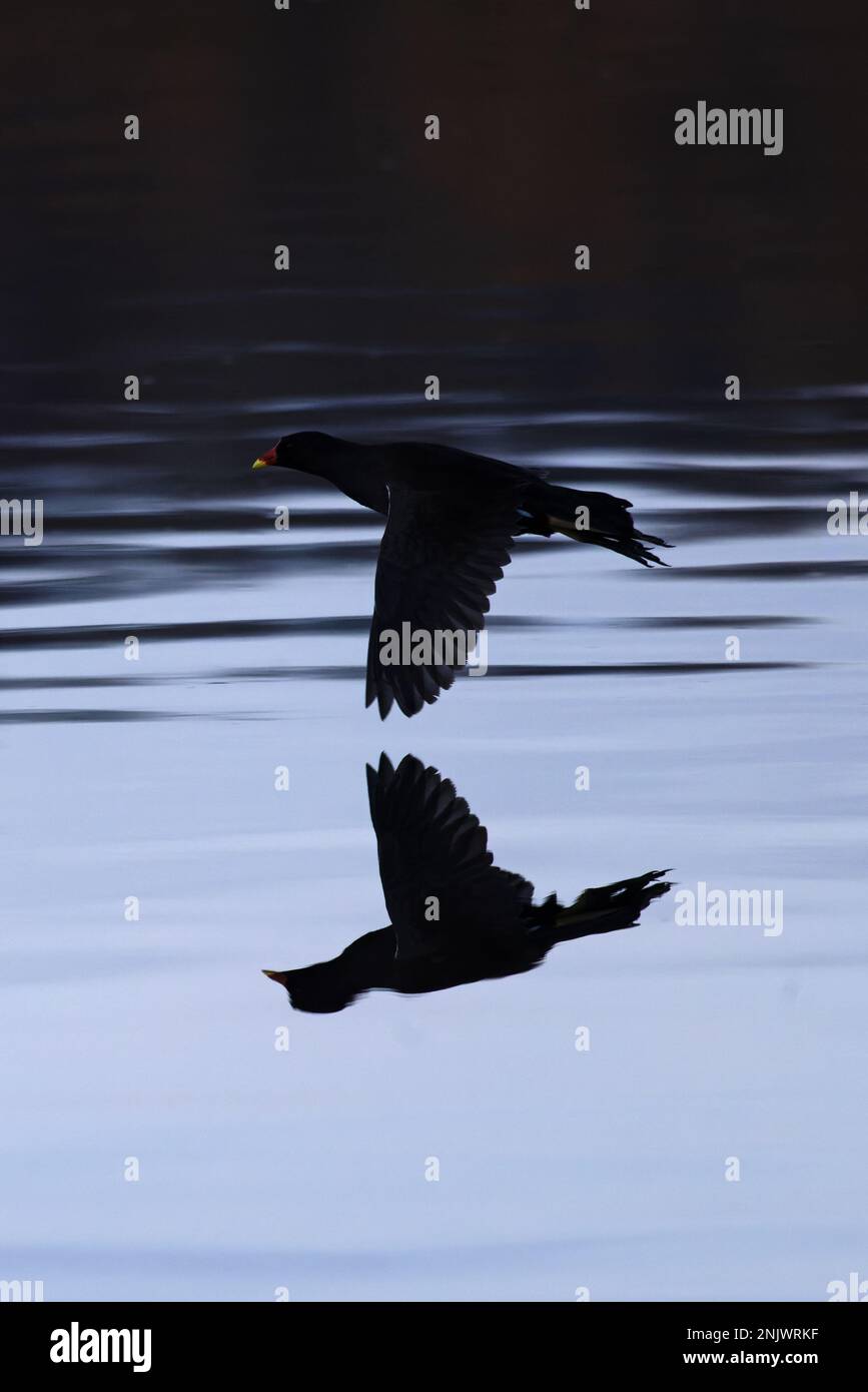 Moorhen (Gallinula chloropus) flying in silhouette Whitlingham CP Norfolk UK GB January 2023 Stock Photo