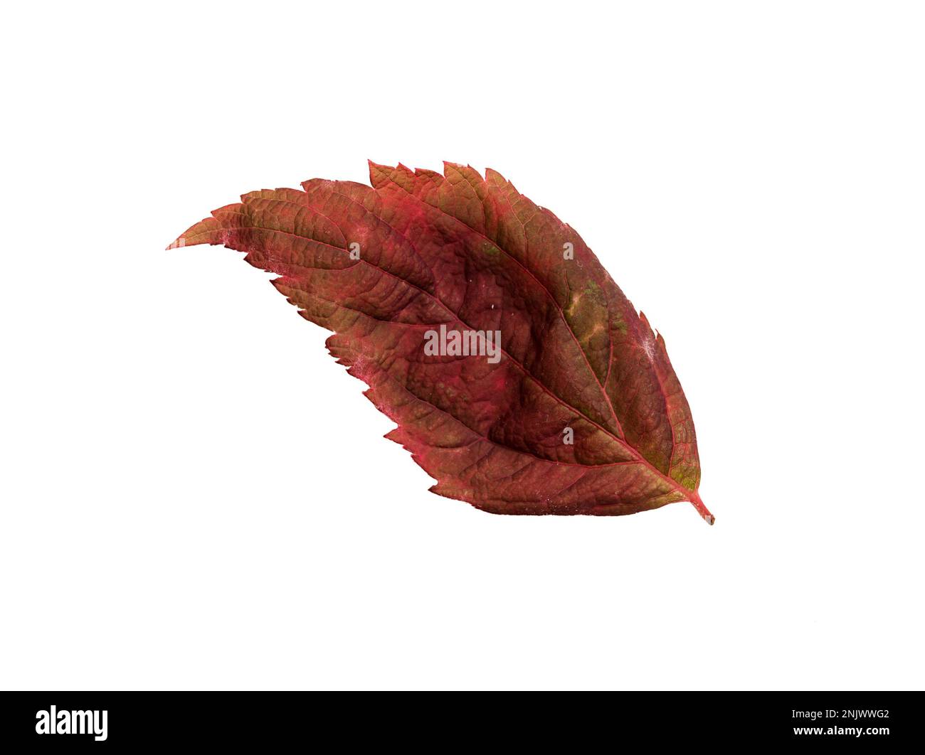 Magenta and Red Colors Leaf with Texture isolated on White Background. Stock Photo