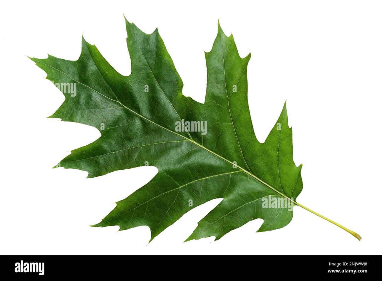 Green Color Oak Leaf with Texture isolated on White Background Stock