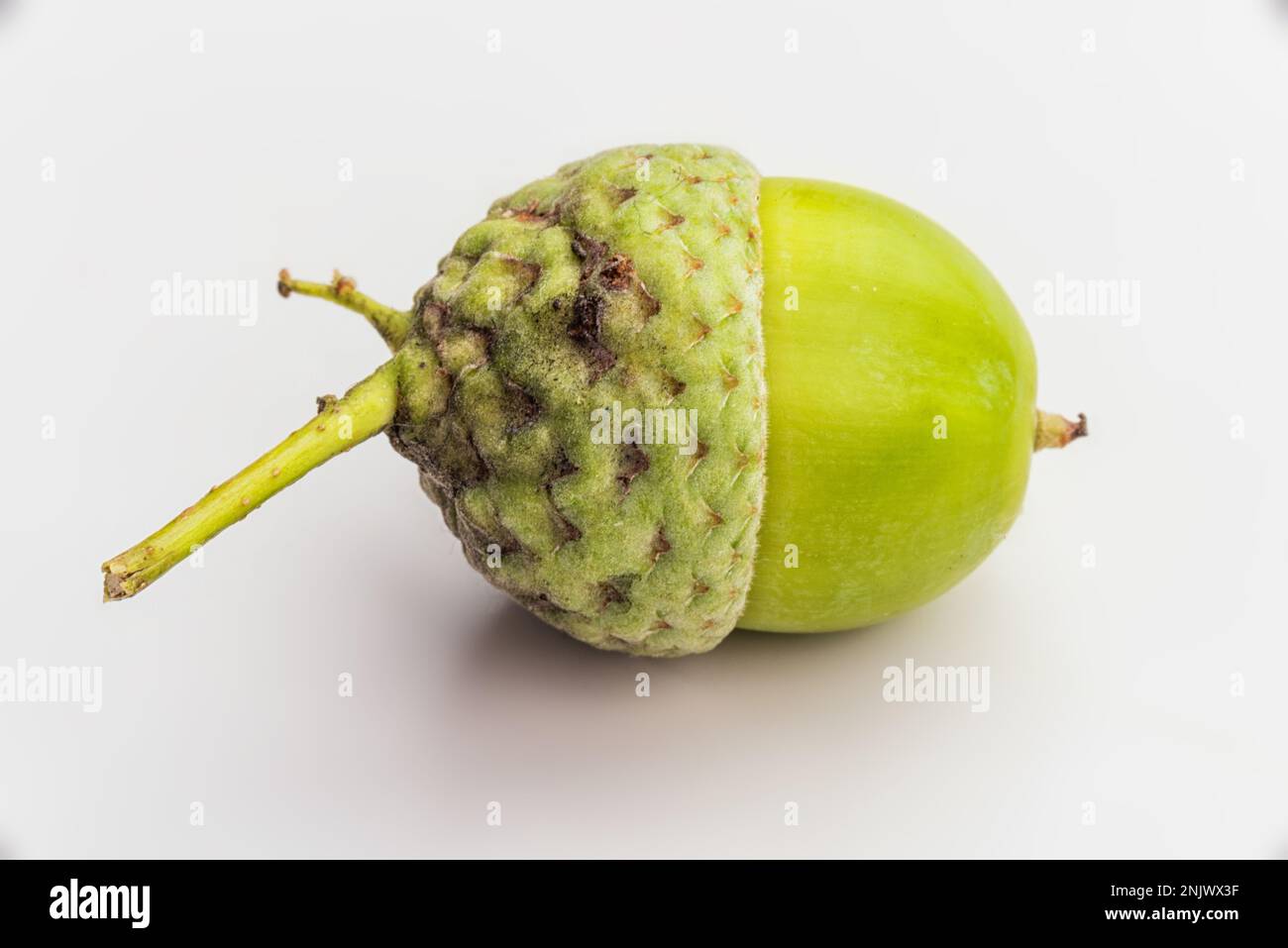 Raw Acorn On White Background. Macro Stock Photo Alamy