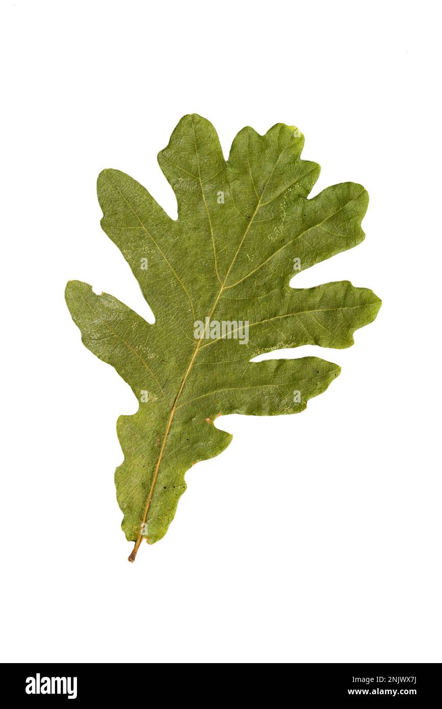 Autumn Color Oak Leaf. Isolated on White Background Stock Photo Alamy