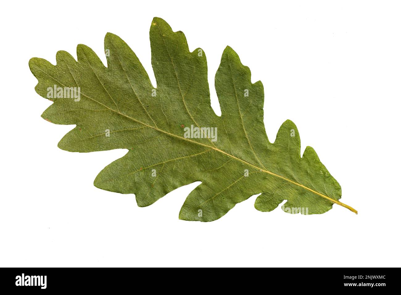 Green oak leaf brown hi-res stock photography and images - Alamy