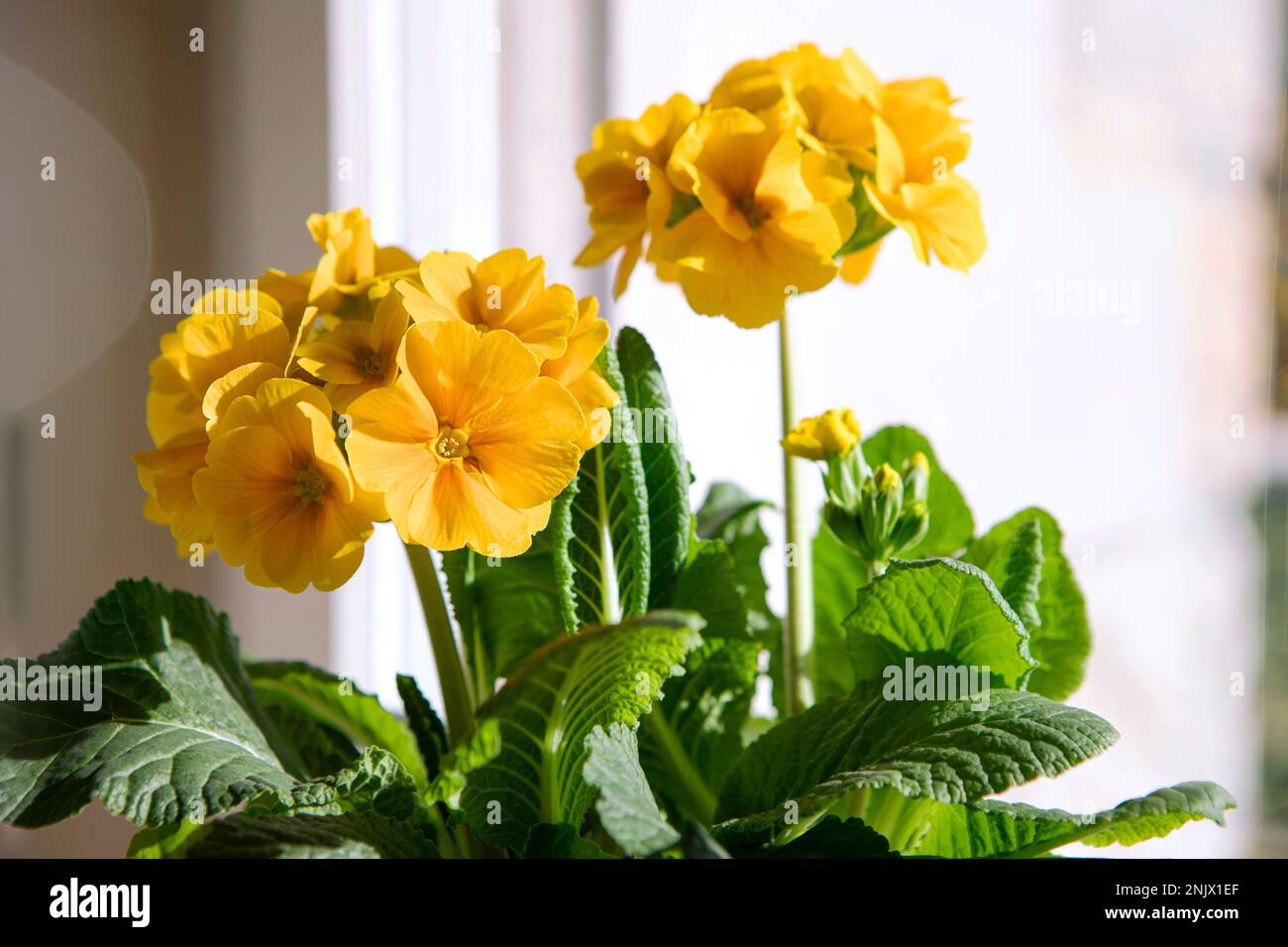 Primula elatior, golden yellow spring flowers indoors. Primrose flower head close-up with green leaves, spring potted plant. Stock Photo