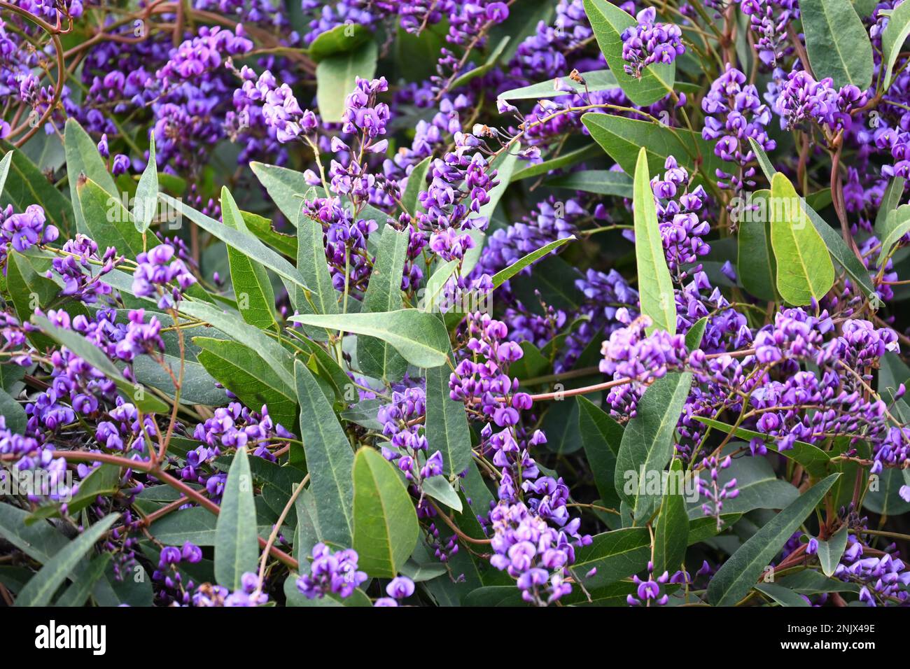 Purple Hydrangea Profusion Stock Photo