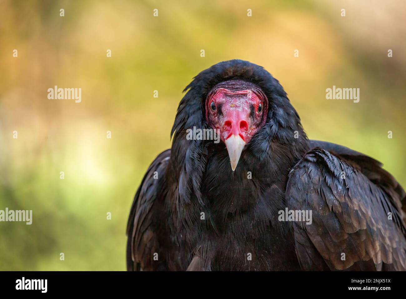 Turkey Vulture (Cathartes aura) with blurred background. Stock Photo