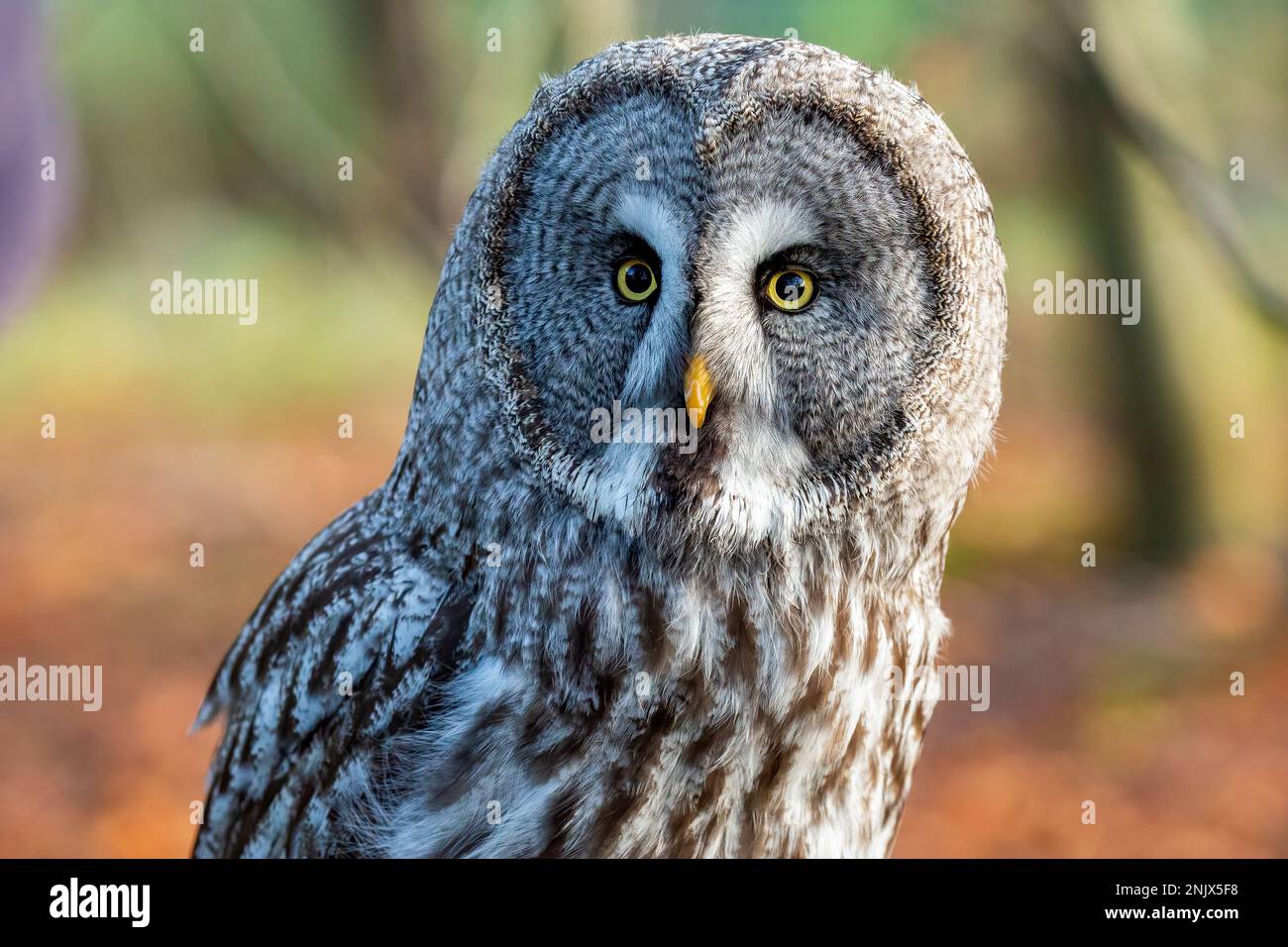 Great Gray (Grey) Owl - Strix nebulosa