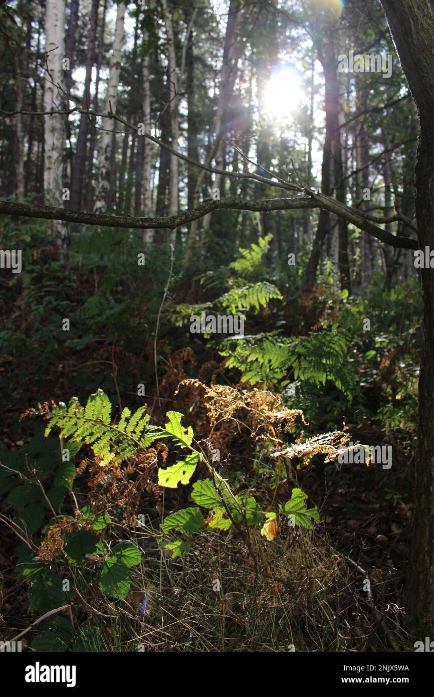 Sunlight trees ferns forest hi-res stock photography and images - Alamy