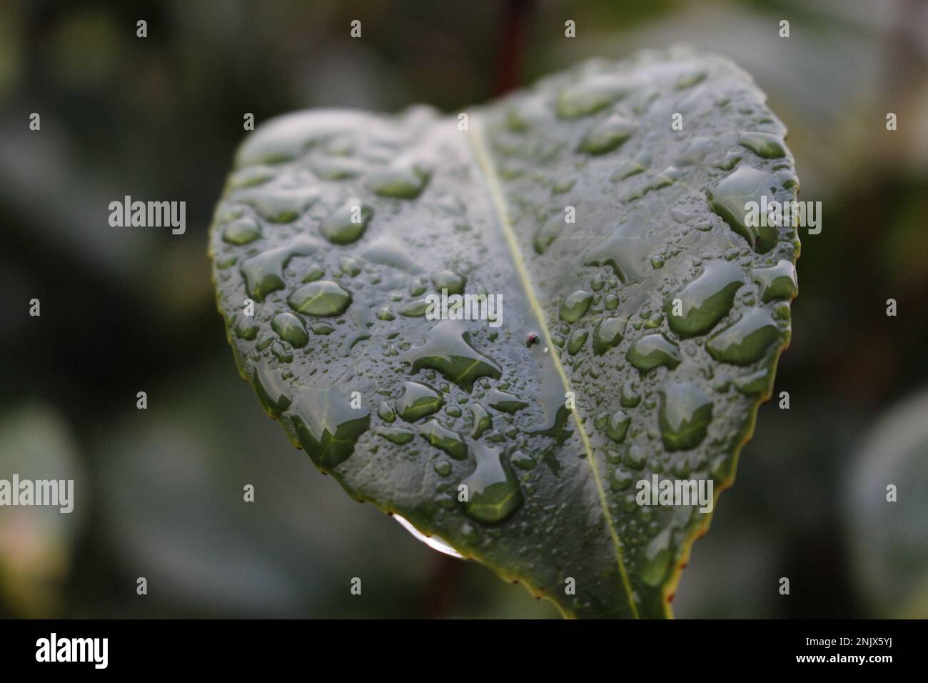 Morning raindrops on a leaf Stock Photo - Alamy