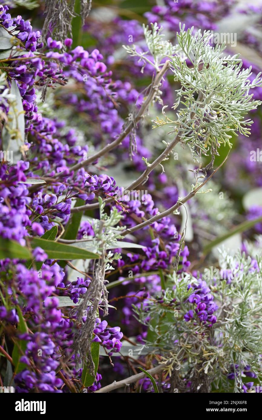 Purple Hydrangea Side View Stock Photo