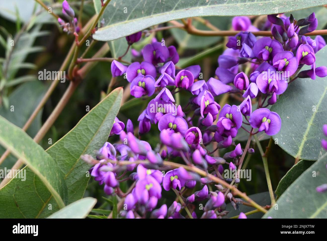 Purple Hydrangea Stock Photo