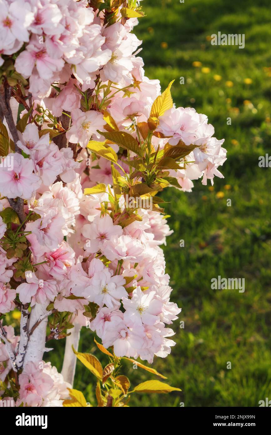 apple blossom background. fruit garden closeup in morning light Stock Photo