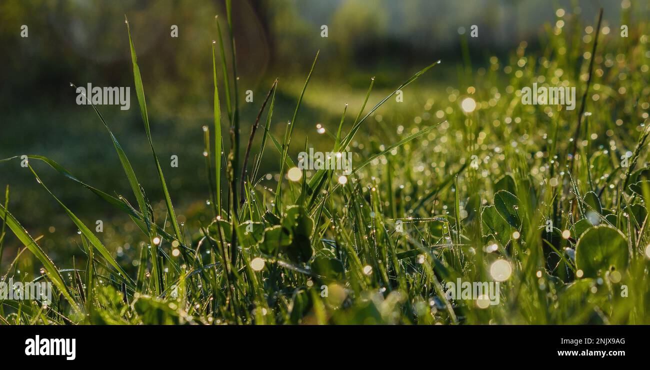 wet grass blades. green environment background Stock Photo