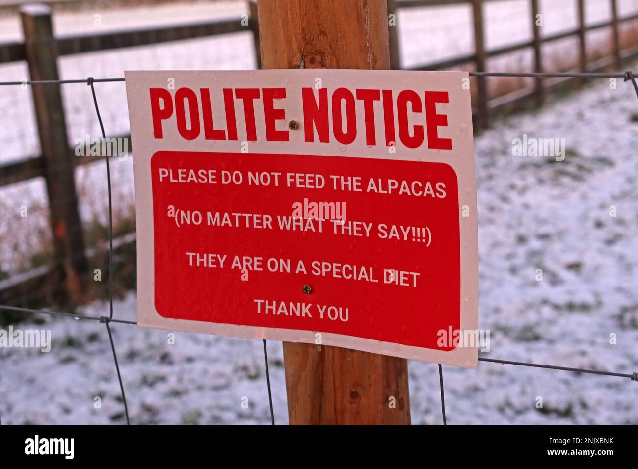 Rural farmers diversifying into keeping alpacas, Polite Notice do not feed the alpacas, no matter what they say, They are on a special diet Stock Photo