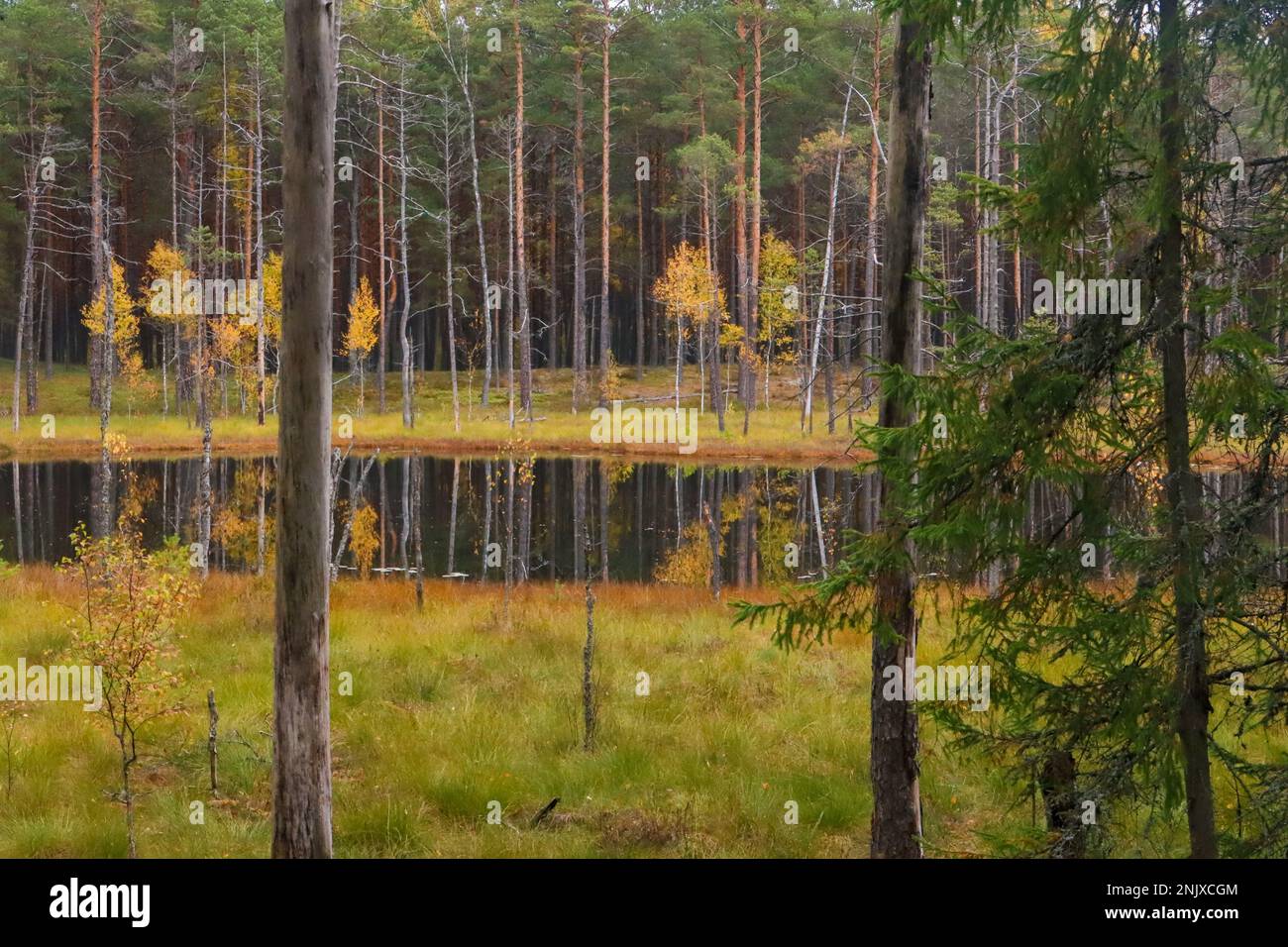 Lake in a forest, tranquil scenery for autumn fans Stock Photo