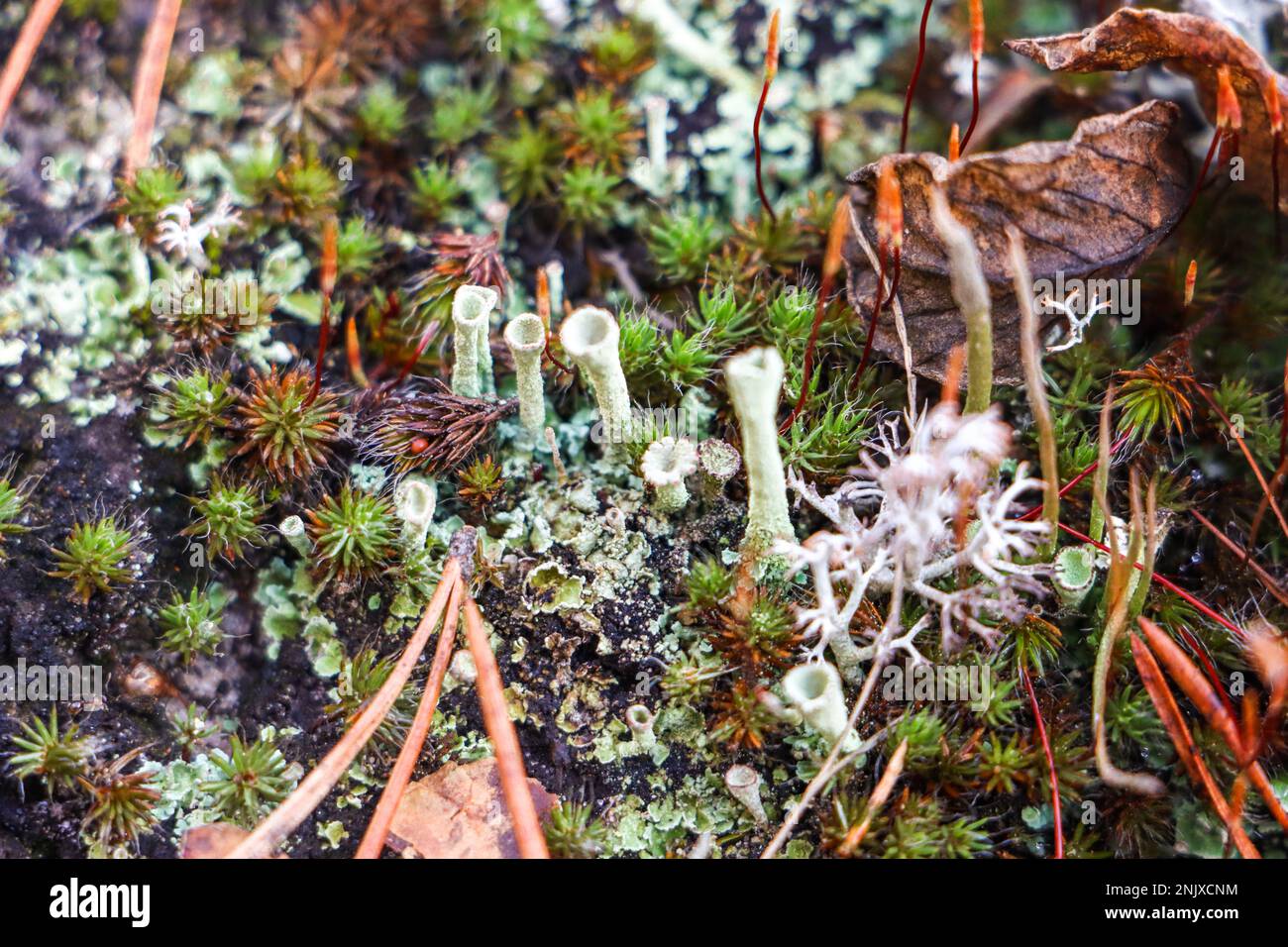 Macro Forest Moss - A macro photo of moss in a forest with all its plants variety. Stock Photo