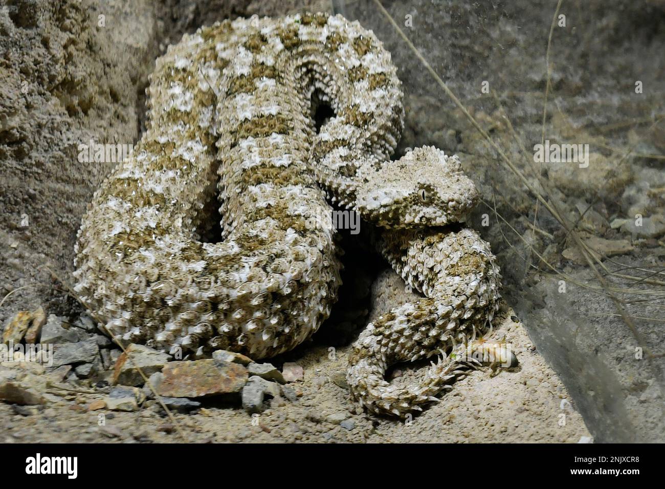Pilsen, Czech Republic. 23rd Feb, 2023. Rare Spider-tailed Horned Viper