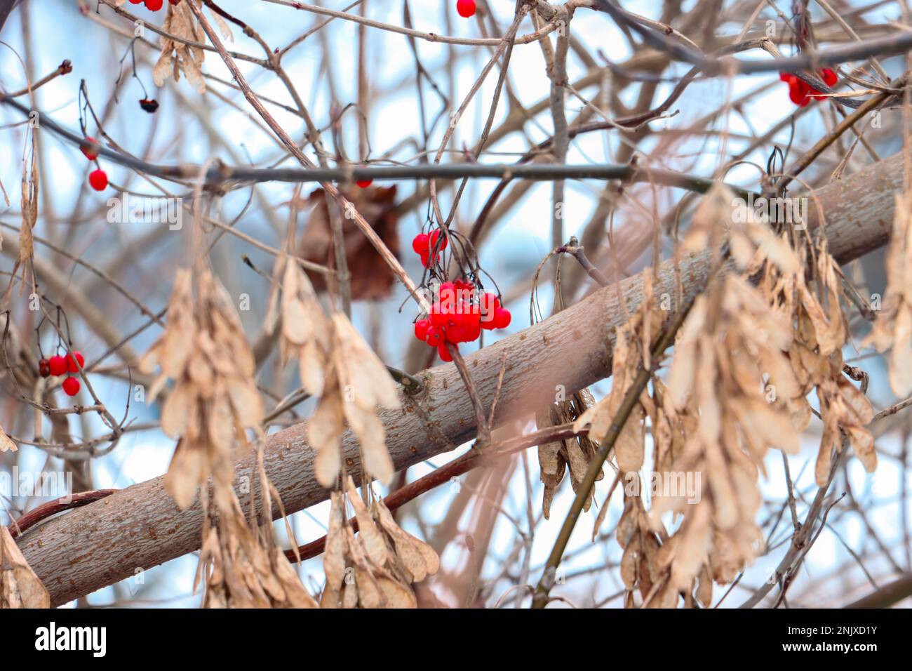 Close up of tree branches and berries Stock Photo