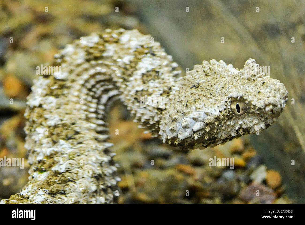 Pilsen, Czech Republic. 23rd Feb, 2023. Rare Spider-tailed Horned Viper  (Pseudocerastes urarachnoides) from Iran in Pilsen Zoo, Czech Republic,  February 23, 2023. The special formation at the end of the tail serves
