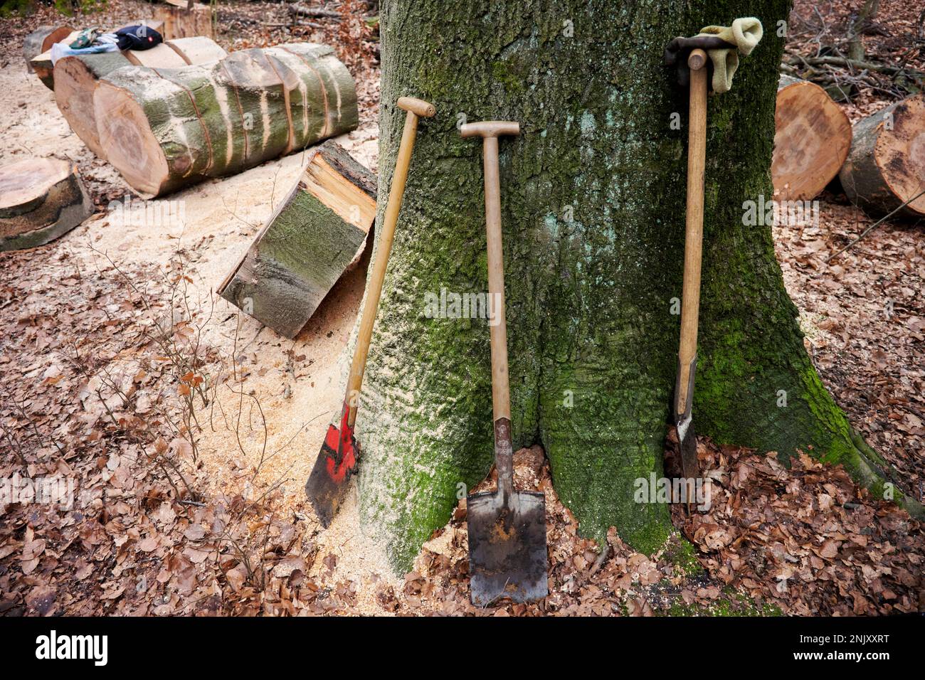 An einem Baumstamm stehen drei Spaten, Im Hintergrund sind Baumscheiben zu sehen die von Fällarbeiten stammen und Sägespähne. Stock Photo