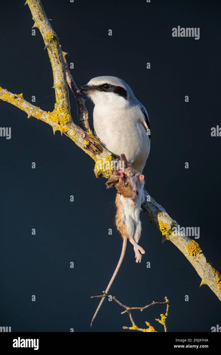 great grey shrike (Lanius excubitor), with impaled mouse as prey on a branch, Germany, Bavaria Stock Photo