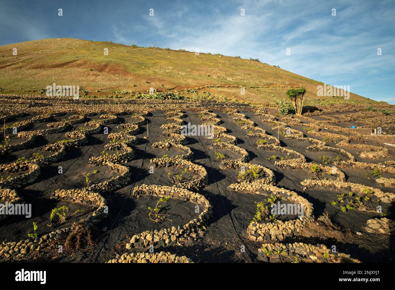 vineyards on lava rock in dry farming near La Vegueta, Canary Islands, Lanzarote, La Vegueta Stock Photo