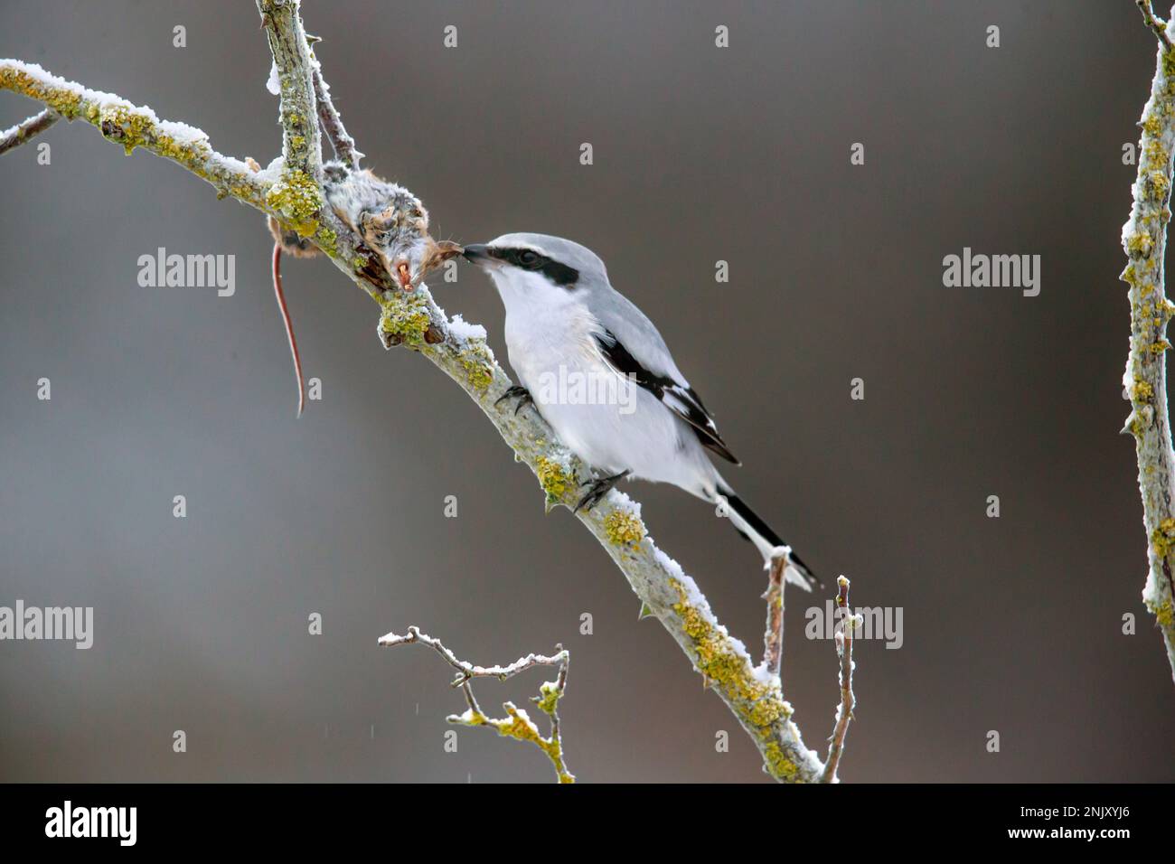 great grey shrike (Lanius excubitor), with impaled mouse as prey, side view, Germany, Bavaria Stock Photo