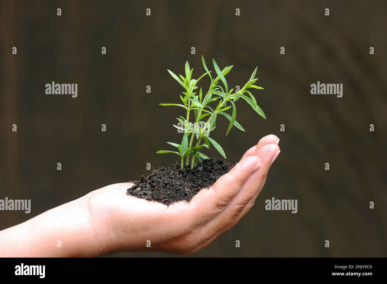 dragon sagewort, tarragon, estragole, esdragol, esdragon (Artemisia dracunculus), twigs of tarragon in soil in a hand Stock Photo