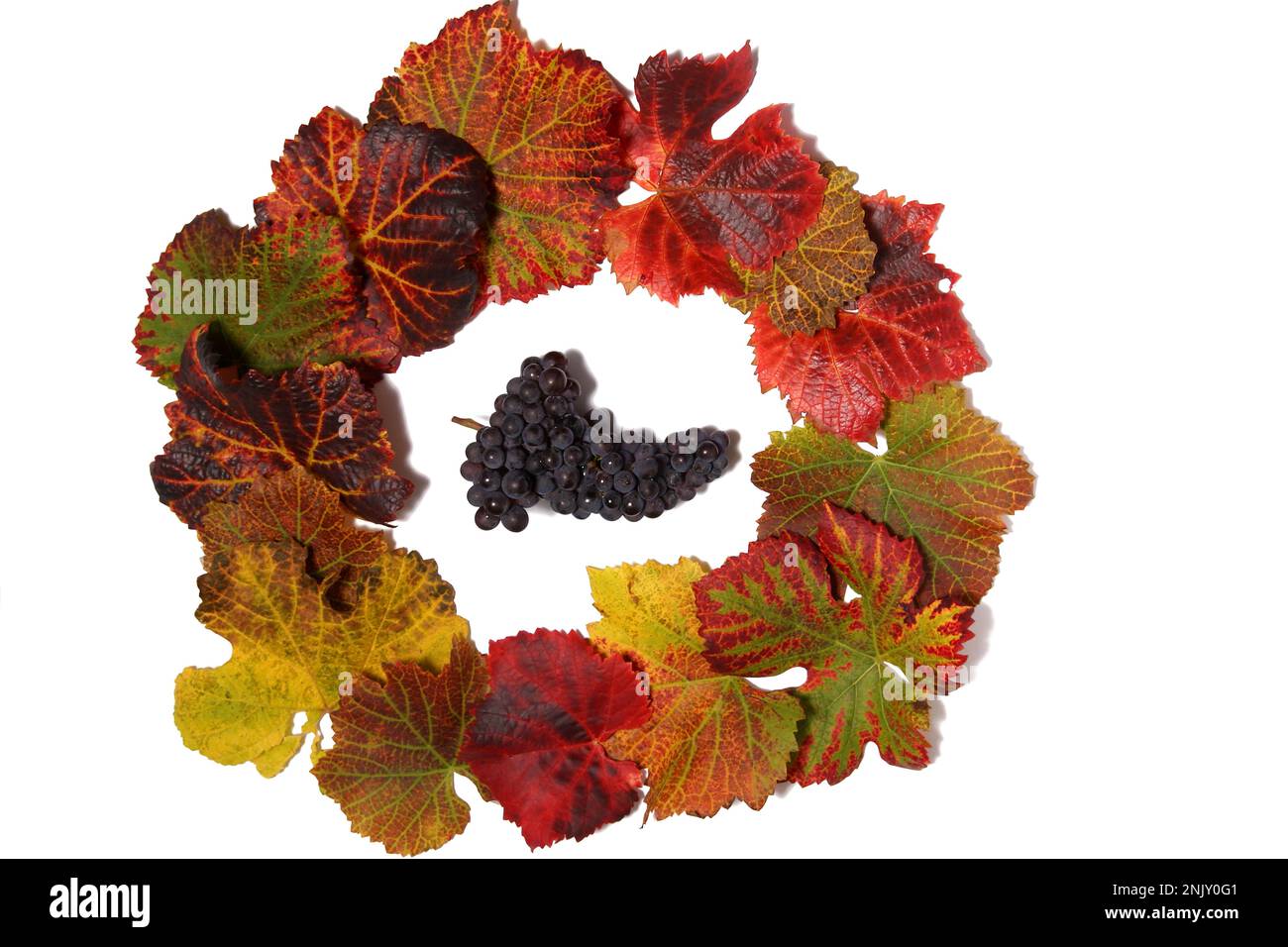 grape-vine, vine (Vitis vinifera), autum vine leaves layed in a circle around black grapes Stock Photo