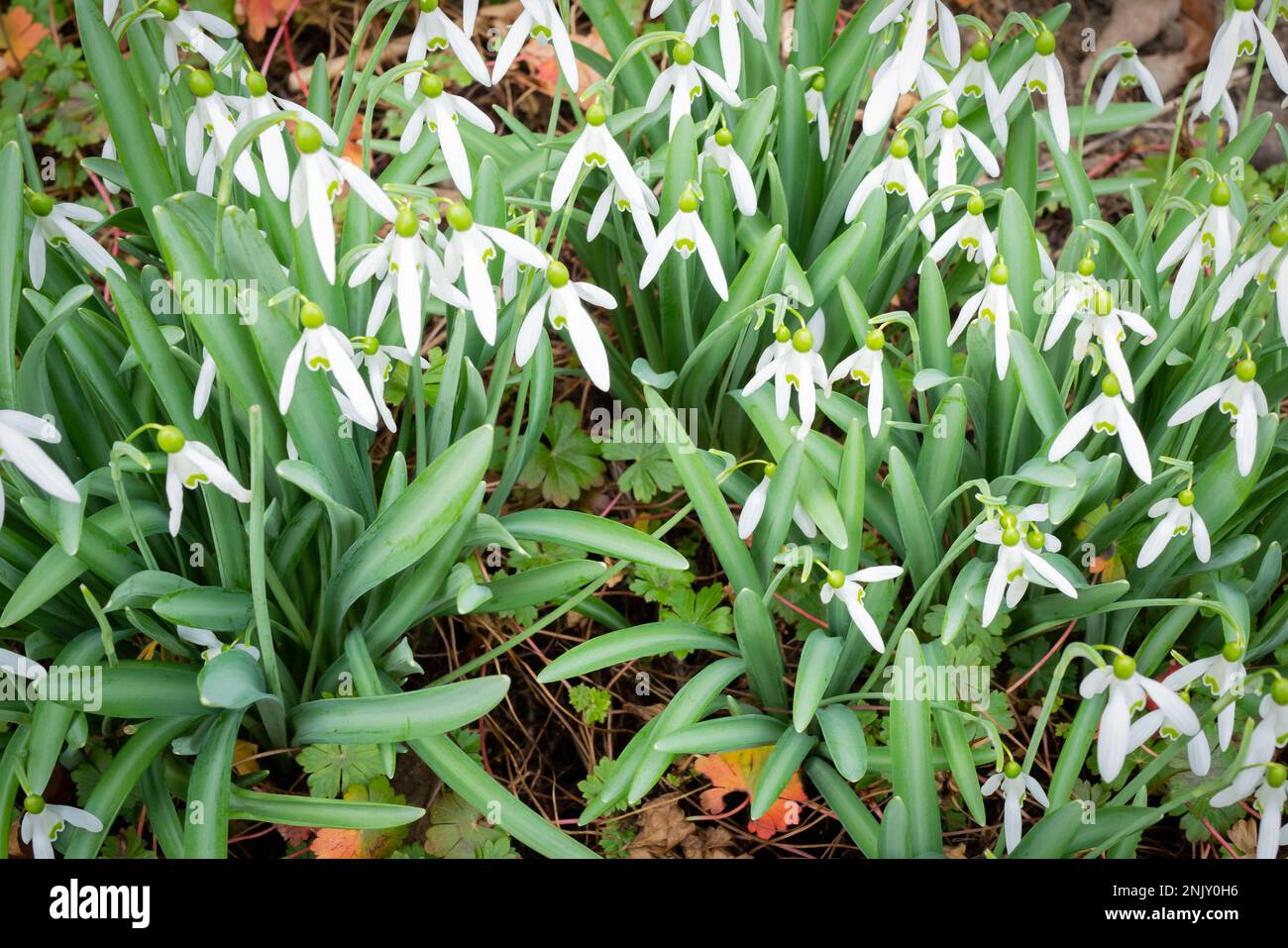 A colony of wild snowdrops seen in full bloom during early spring. Stock Photo