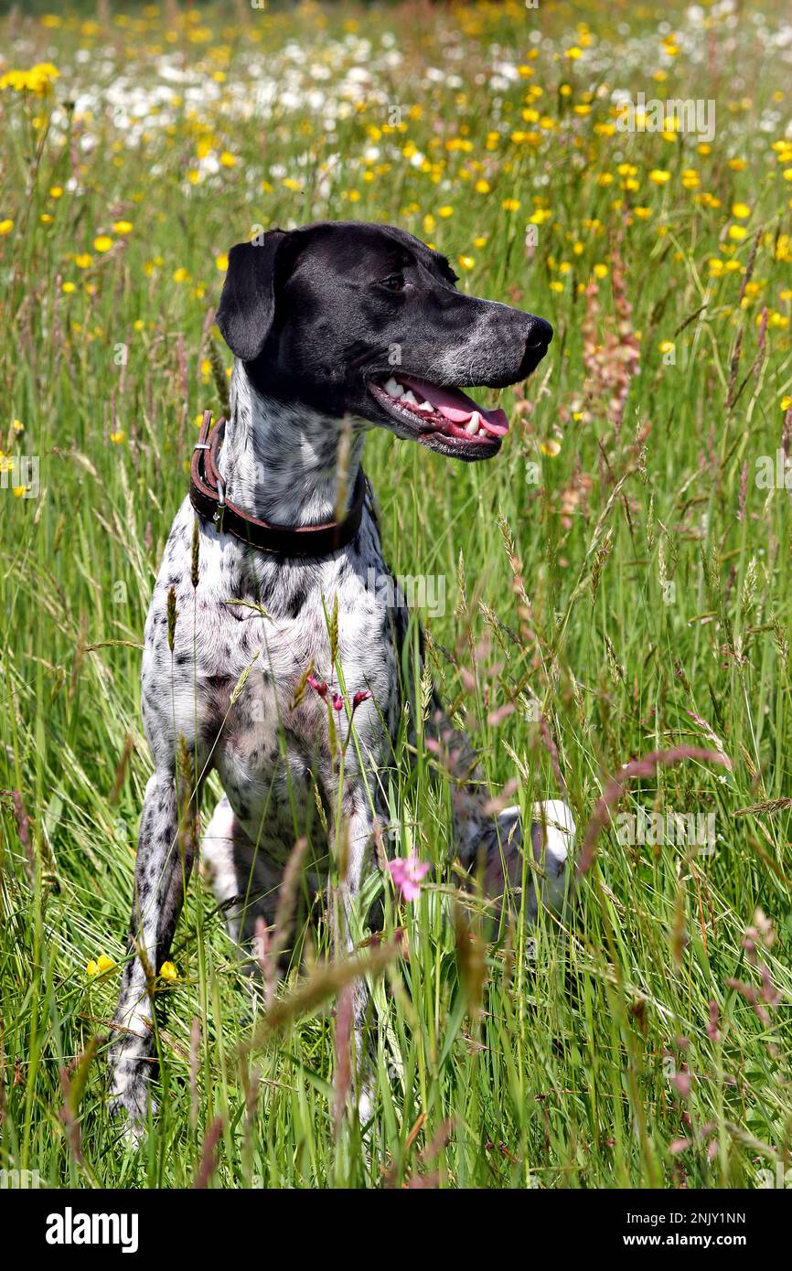 English Pointer mixed breed dog sitting in a summer meadow Stock Photo