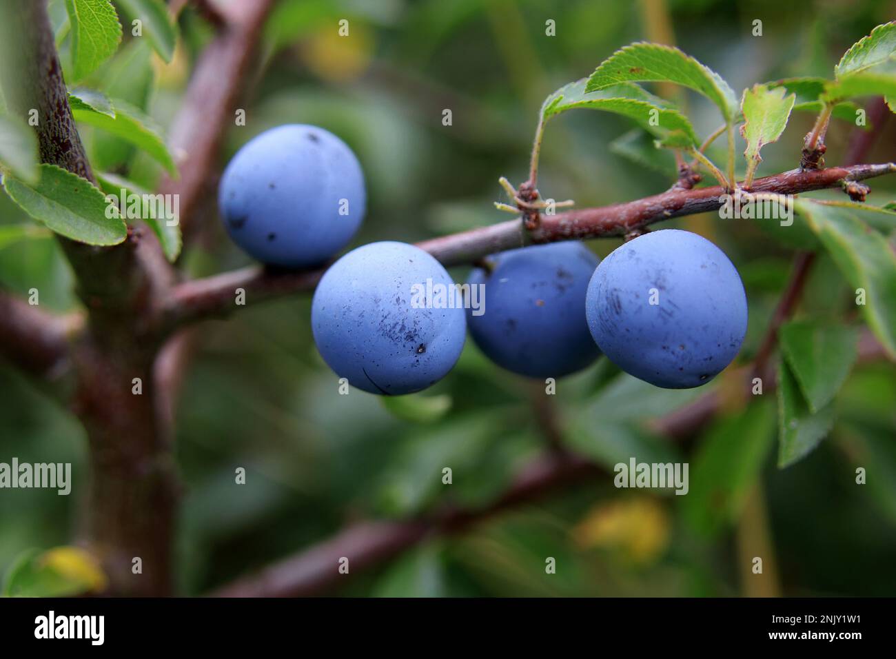 blackthorn, sloe (Prunus spinosa), mature fruits, Germany Stock Photo