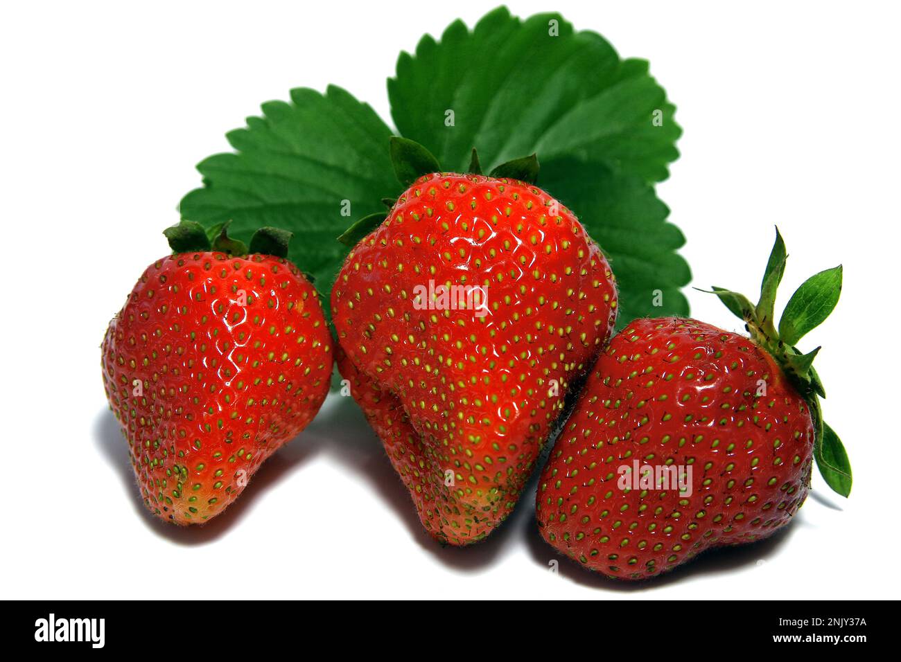 hybrid strawberry, garden strawberry (Fragaria x ananassa, Fragaria ananassa), fresh strawberries, cutout Stock Photo