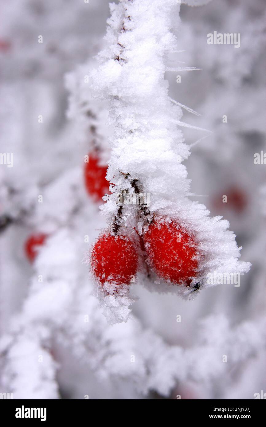 rose (Rosa spec.), rose hips with hoar frost Stock Photo - Alamy