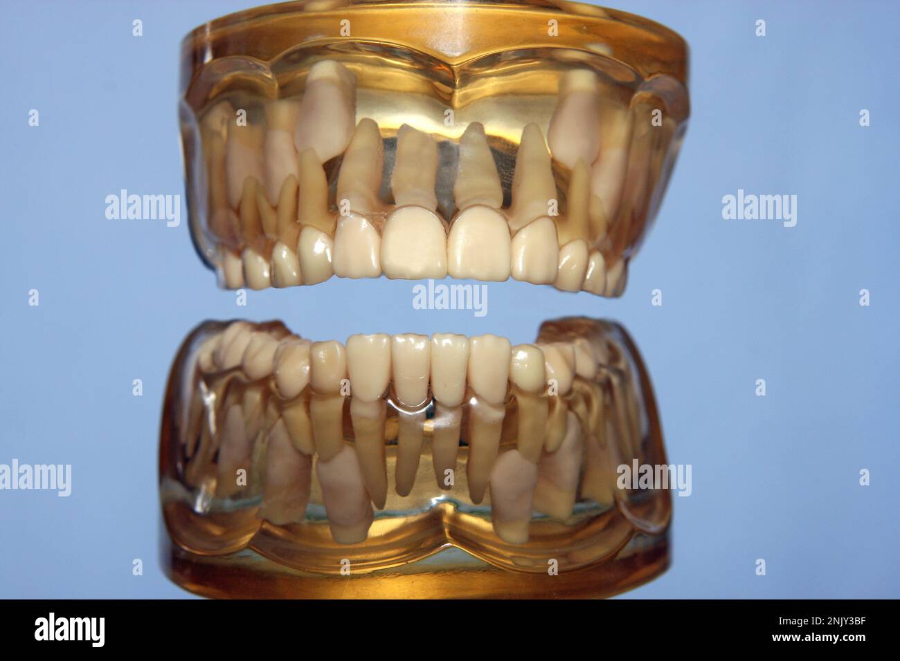 transparent model of a set of teeth Stock Photo