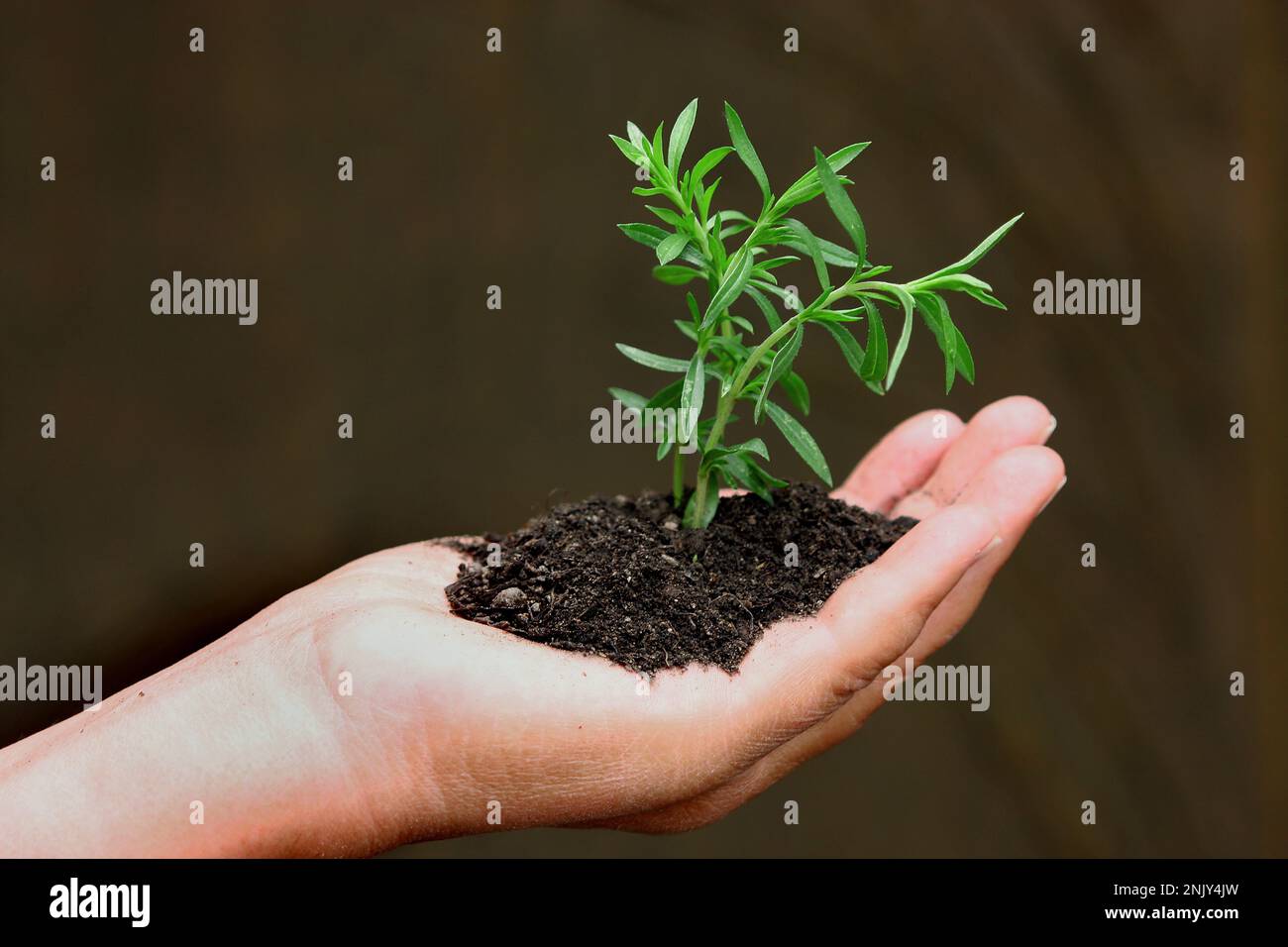 dragon sagewort, tarragon, estragole, esdragol, esdragon (Artemisia dracunculus), twigs of tarragon in soil in a hand Stock Photo