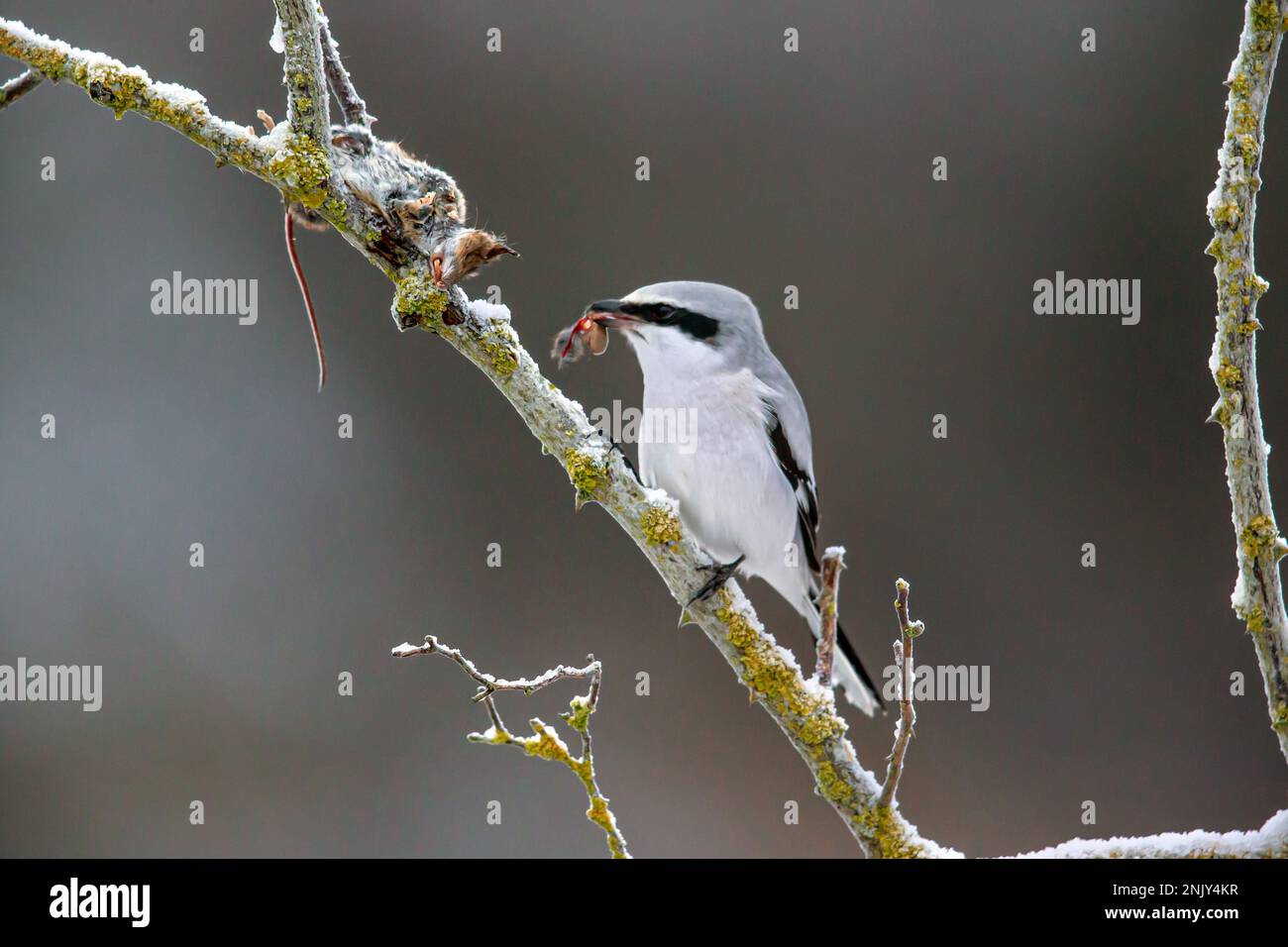 great grey shrike (Lanius excubitor), with impaled mouse as prey, side view, Germany, Bavaria Stock Photo