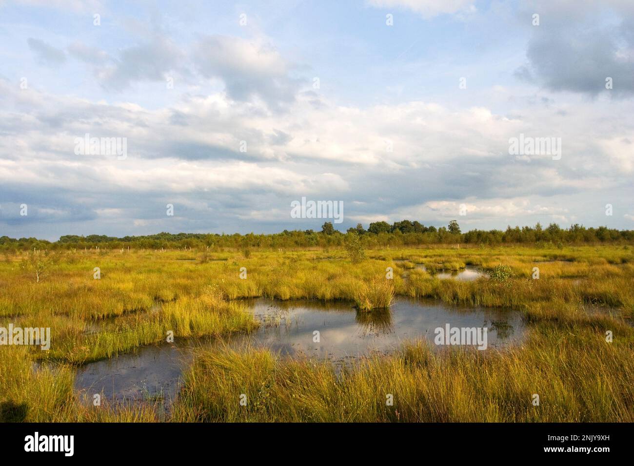 Open nature reserve at Haaksbergerveen, Netherlands Stock Photo Alamy